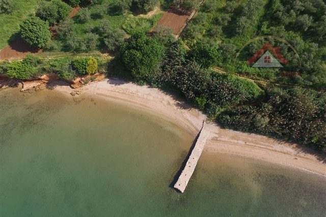 An olive grove 50m from the sea is for sale